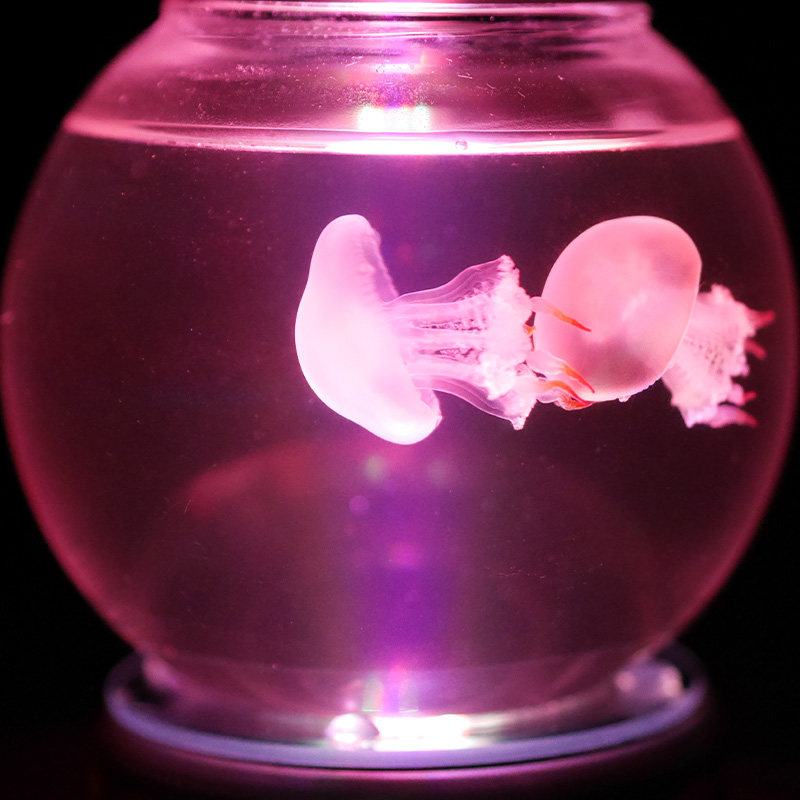 水母活体套装宠物迷你超小鱼缸赤月水母杯海月