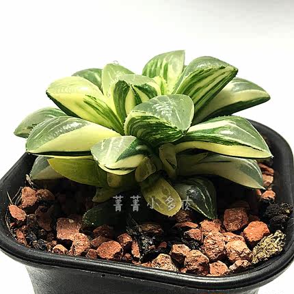 紫镜玉露 组培苗 保品种 根系强壮 4-5公分左右_7折现价26.88元