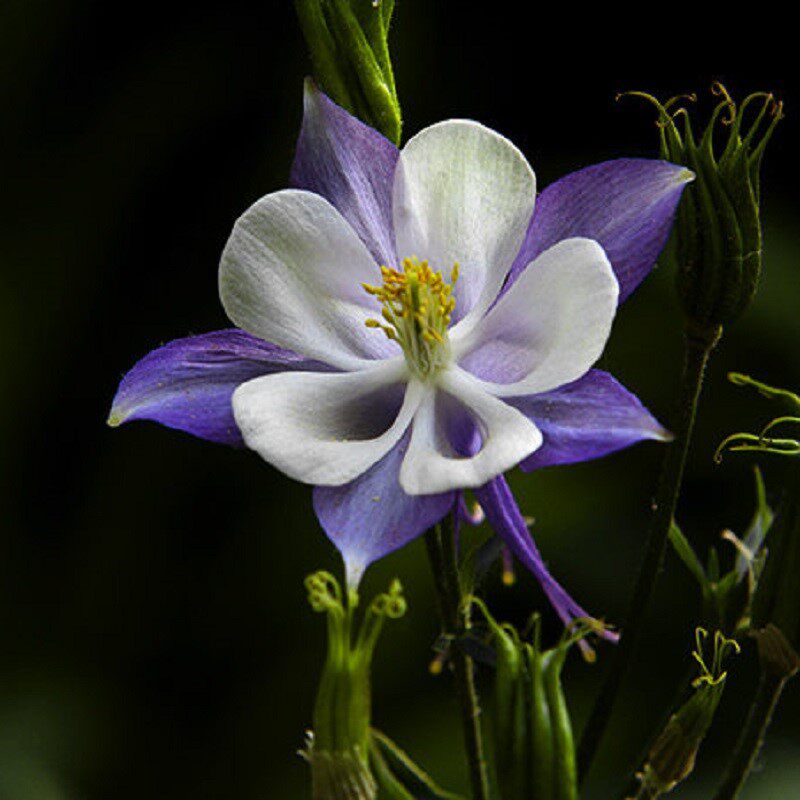 海蒂的花园 大花耧斗菜猫爪花阳台庭院花卉植物花美好养15cm盆栽