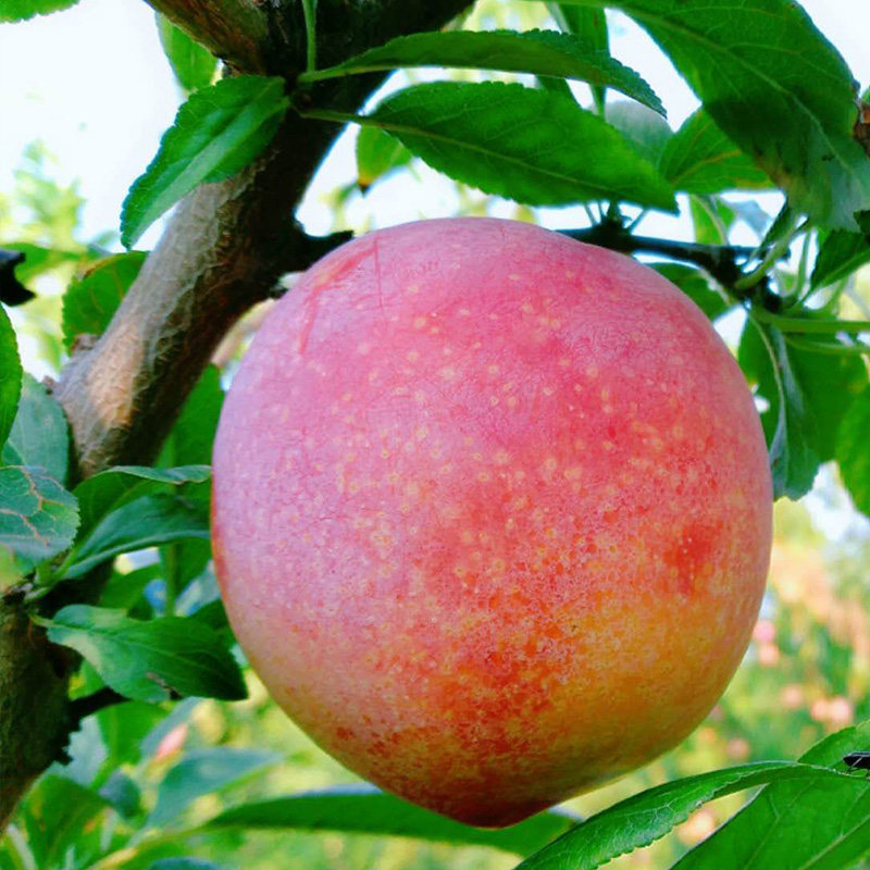 蒲州黄河滩新鲜红李5斤当季水果特大李子现摘现发脆甜孕妇水果