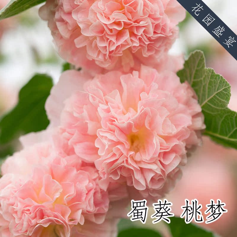 切花蜀葵种子 桃梦 经典花卉 美国进口种子 可盆栽 二或多年生