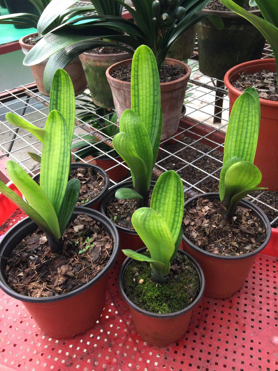 长春珍品君子兰 立板腊膜黄上黄子代苗 黄油匠 室内鲜花绿植卧室