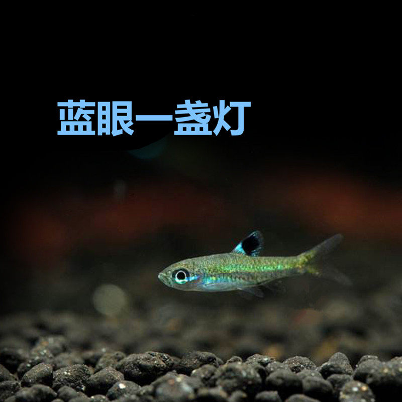 特价野生热带鱼活体_蓝眼一盏灯鱼野生热带鱼活体青眼灯鱼小型易养