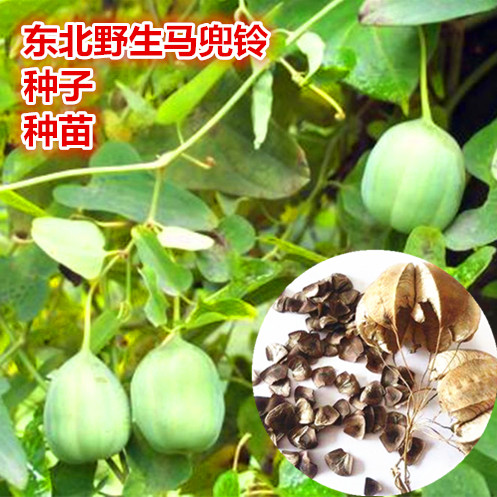 东北野生漏芦种子中草药植物鬼油麻种子庭院盆栽地栽奇特植物