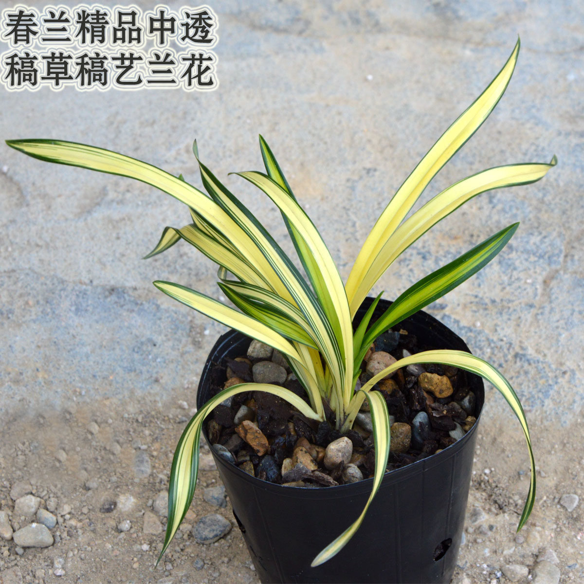 新品矮种春兰黄金中透精品叶艺兰花不带花苞室内观叶绿植盆栽花卉图片