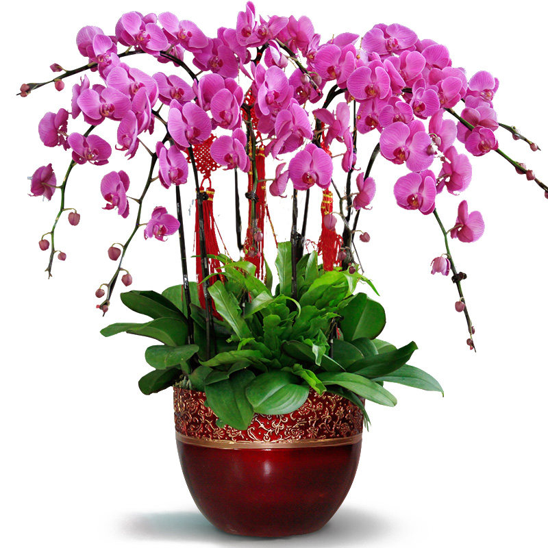 若指兰花香,彩蝶凝芬芳,新年闻"兰"香