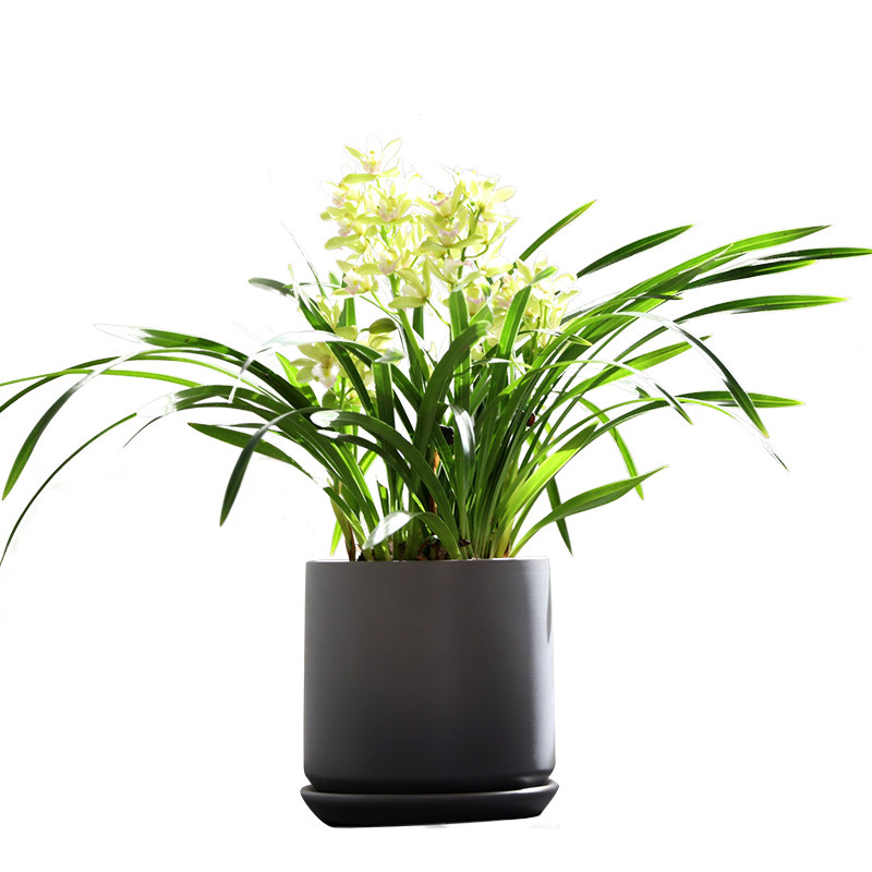 爱优尚香兰盆栽室内开花植物年宵花卉绿植