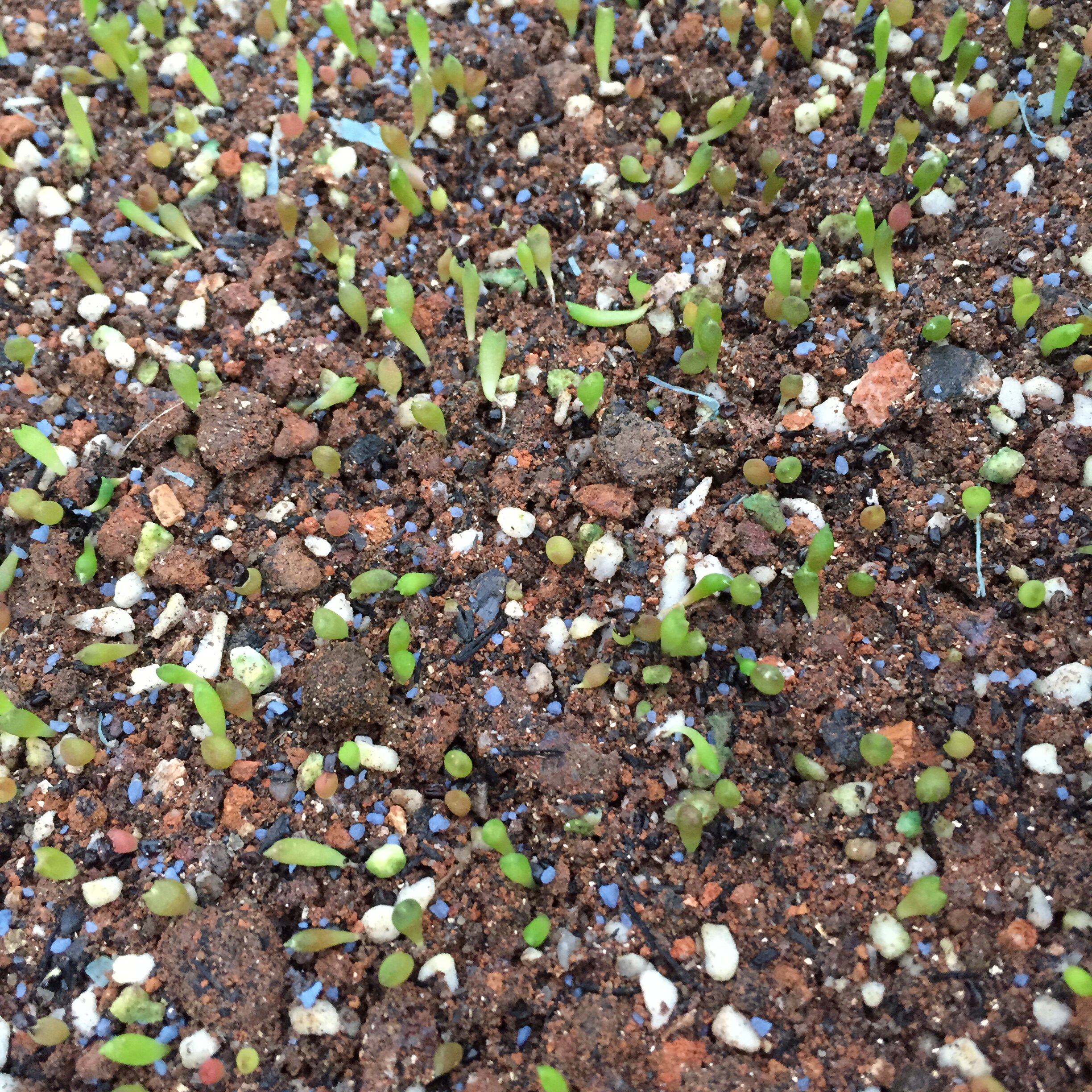 多肉植物批发 情人泪_多肉植物 仙人球星球属种子星兜鸾凤玉般若办公