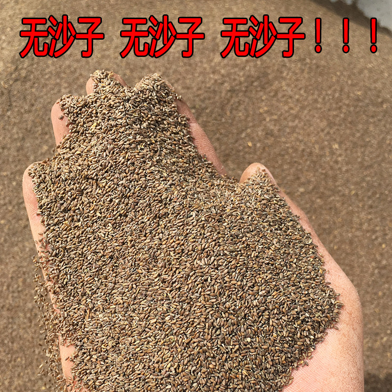 攻沙加强版辅助_野生沙蒿籽 沙蒿子粉 沙蒿子拉面剂 散装500克一斤