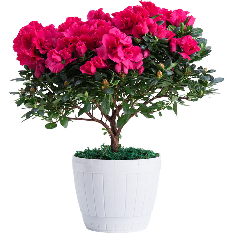  杜鹃花盆栽植物花卉