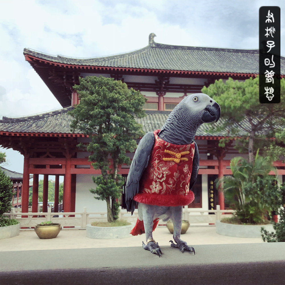 一折鹦鹉衣服
