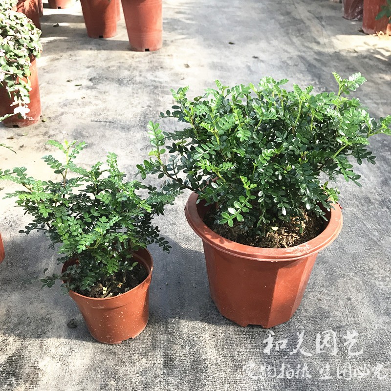 2盆包邮 多年生木本植物 胡椒木 室内外常绿清香盆栽 清香木盆栽