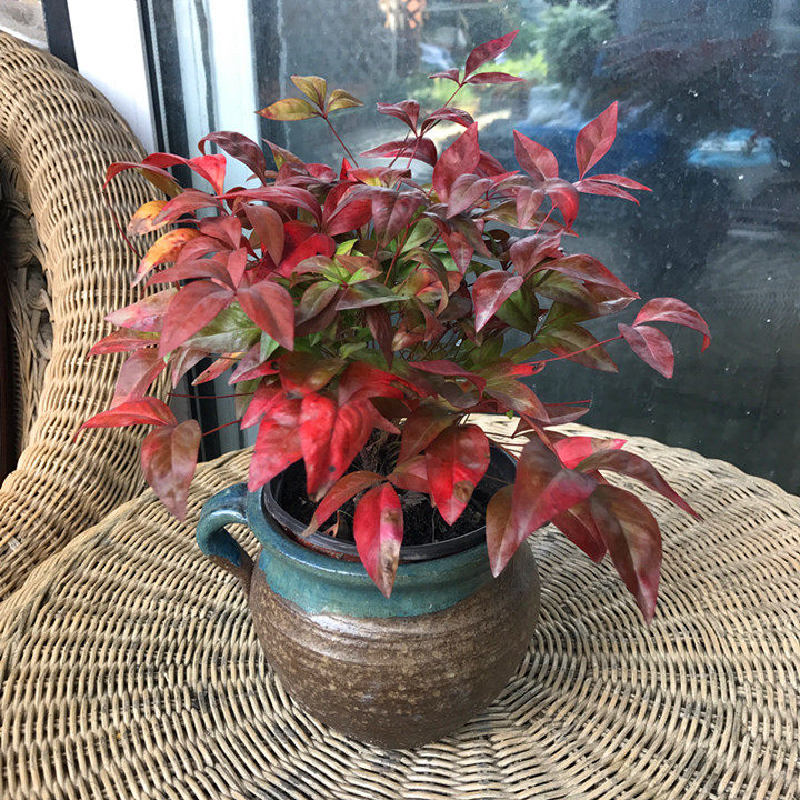 火焰南天竹:最是冬日里艳丽的一抹红色!