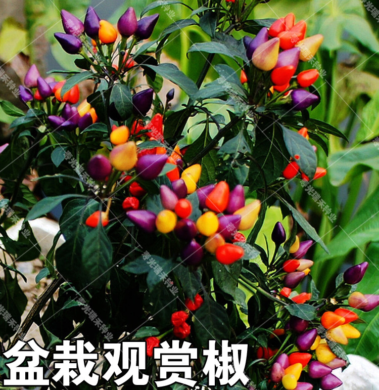 七彩椒辣椒种子_紫簇星观赏椒种子辣椒五彩观赏椒七彩椒五色彩椒种子
