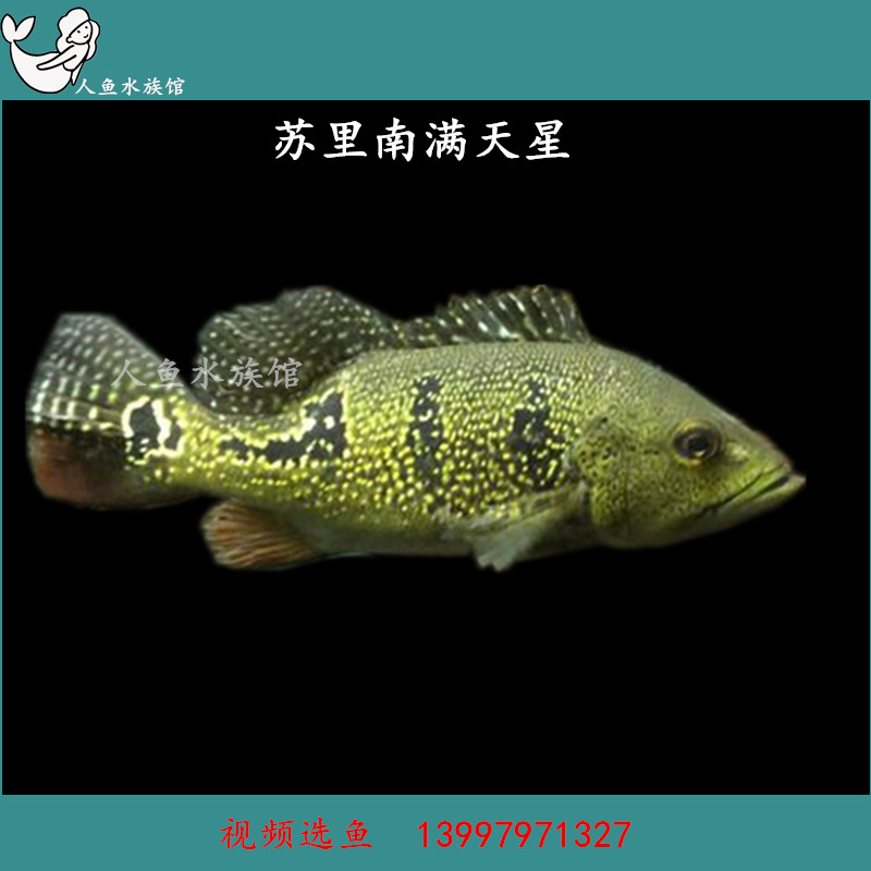 野生热带鱼活体_进口野生苏里南满天星金三间 中大型热带观赏鱼龙鱼配
