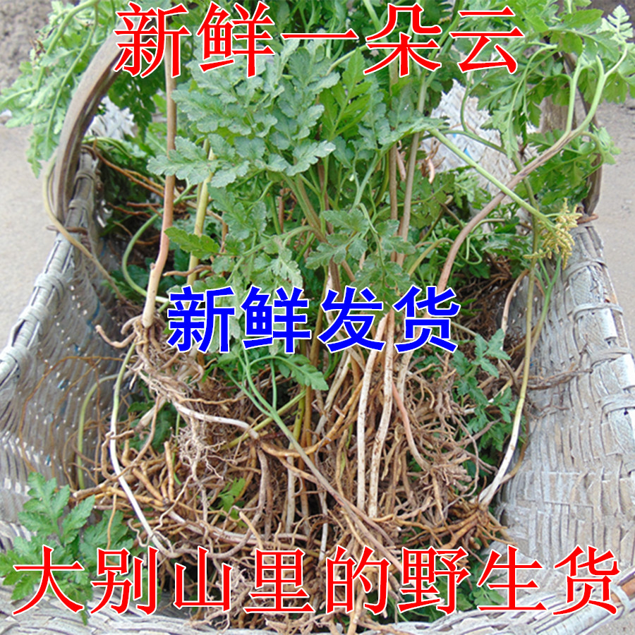 中药材大别山野生新鲜一朵云 阴地蕨小春花 蛇不见现挖500g包邮