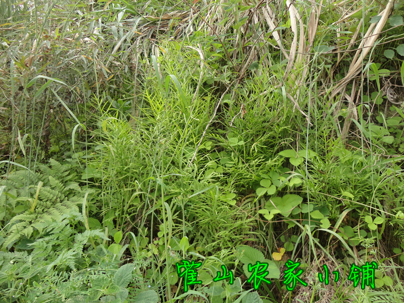 2017新货凤尾草 中药材大别山野生凤尾草 鸡爪草干货500g包邮