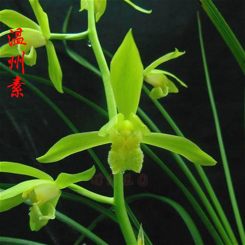 蝶恋兰园 温州素 兰花老种蕙兰素心实物拍摄花卉盆栽绿植包邮顺丰