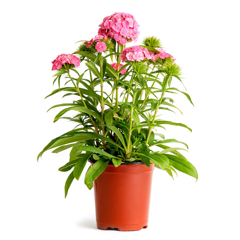 泛美进口 切花石竹甜美系列 美国须苞石竹花