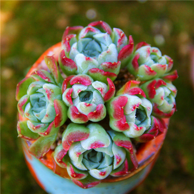 淘多肉沁心蔷薇月影群生月影系状态好萌肉肉一