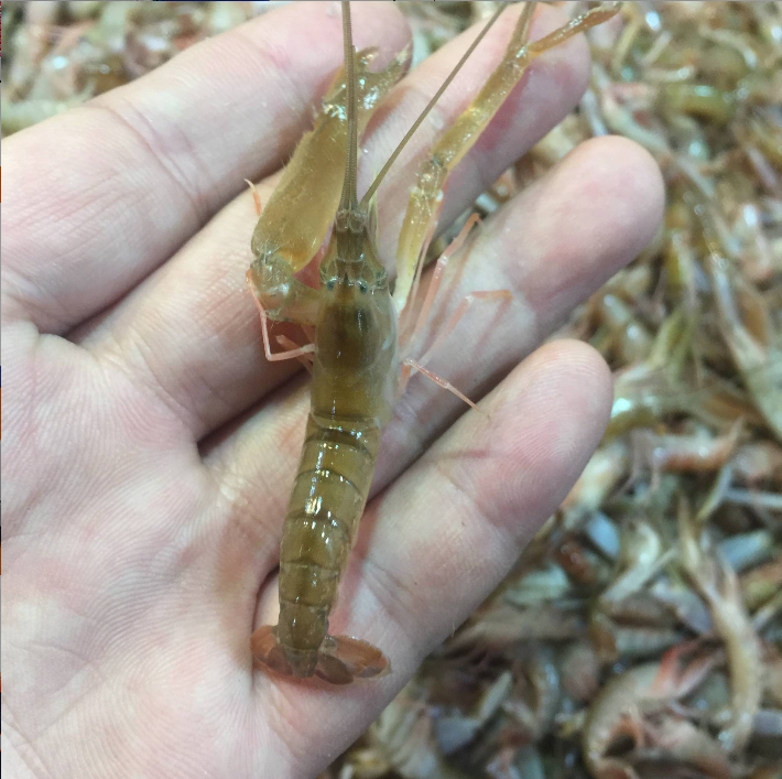 大连海鲜 鲜活嘎嘣虾 嘎巴虾 新鲜夹板虾 鼓虾 大花虾 小海鲜