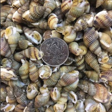 【海锥海鲜】_海锥海鲜图片