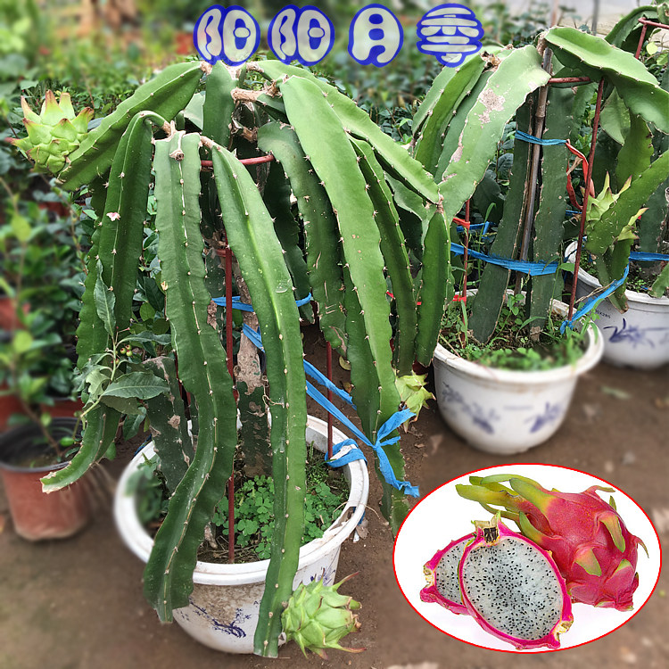 火龙果苗盆栽白肉火龙果苗带根包邮新房装修阳台庭院净化空气植物