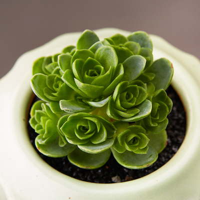 美诺花园 翡翠球 山地玫瑰防辐射肉肉植物绿植花卉办公室盆栽多
