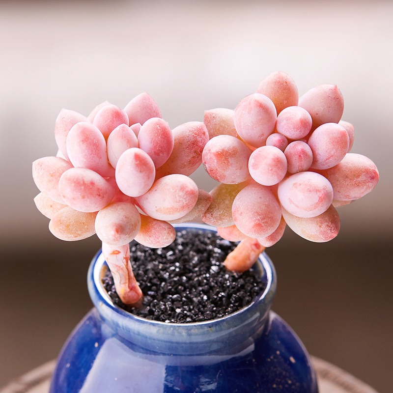 美诺花园 婴儿手指多肉植物防辐射肉肉植物绿植