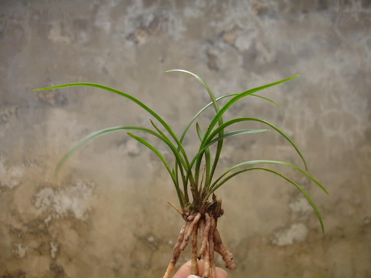盆栽植物花卉 兰花贵州春兰下山草-叶形4.6图片