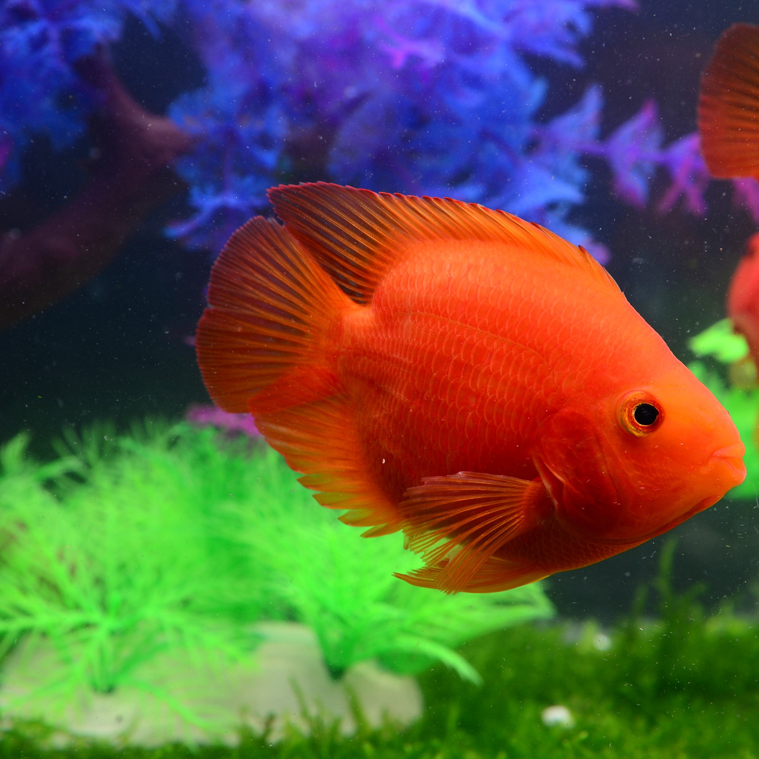 特价血鹦鹉_观赏鱼血鹦鹉热带鱼鹦鹉鱼红鹦鹉鱼财神鱼元宝鹦鹉宠物