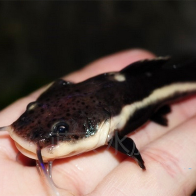 狗仔鲸红尾鲶鱼红尾鸭嘴招财猫鱼热带观赏鱼大型底层鱼包活体