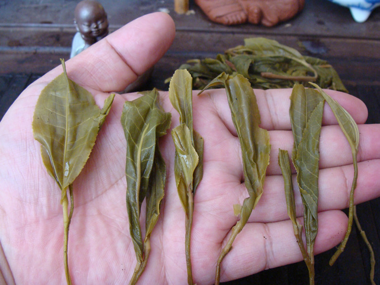 临沧邦东单株春茶 400年古树茶纯料昔归普洱茶生茶散茶七子饼包邮
