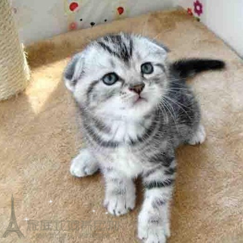 特价猫咪活体_美短银虎斑苏格兰折耳猫cfa家庭猫舍幼猫宠物猫咪活体