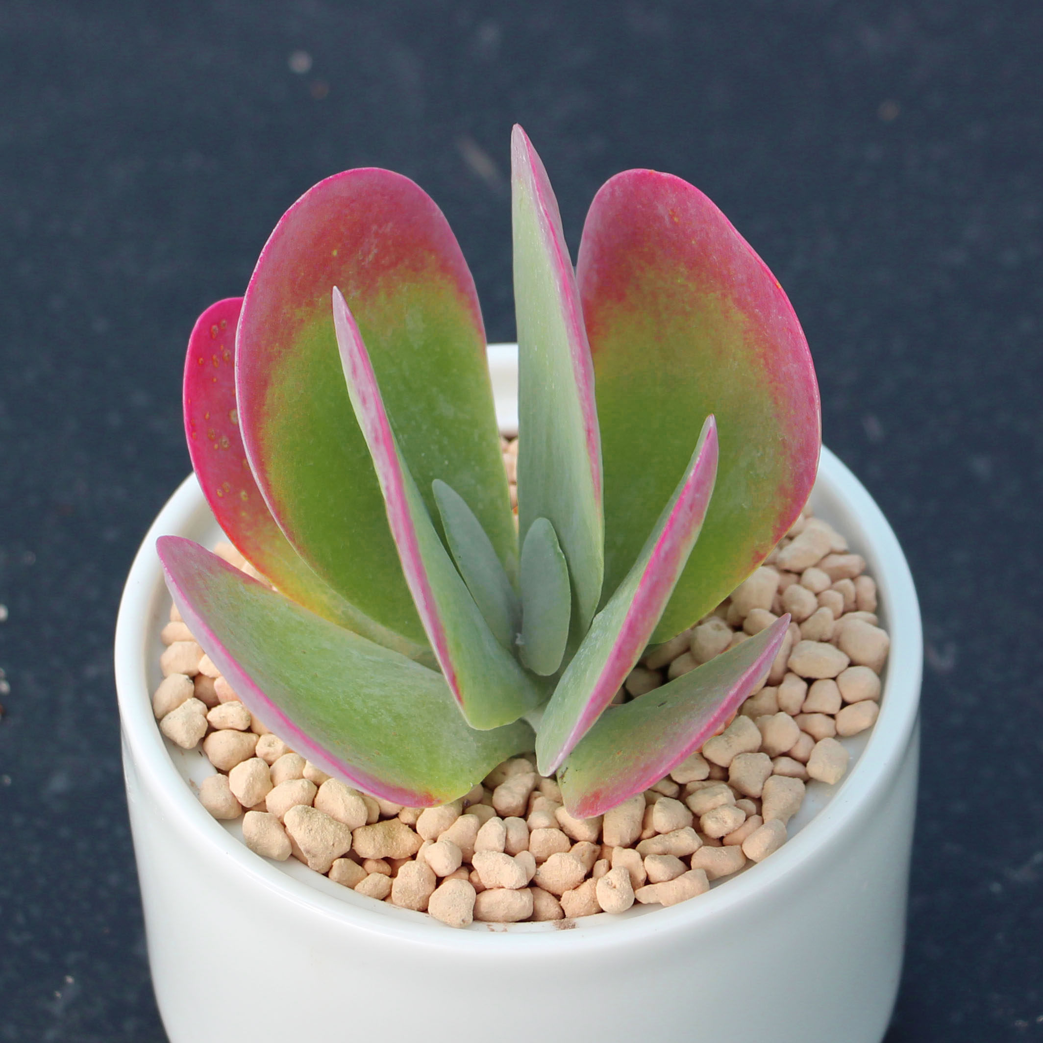 烘培原料 套餐 芒果班戟_唐印多肉 韩国大株红色多肉组合套餐优惠券