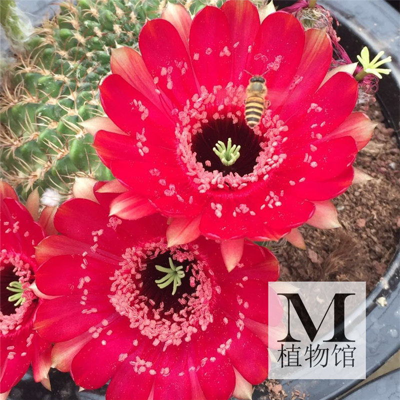 【m植物馆】多肉植物实生仙人球脂粉丸lobivia