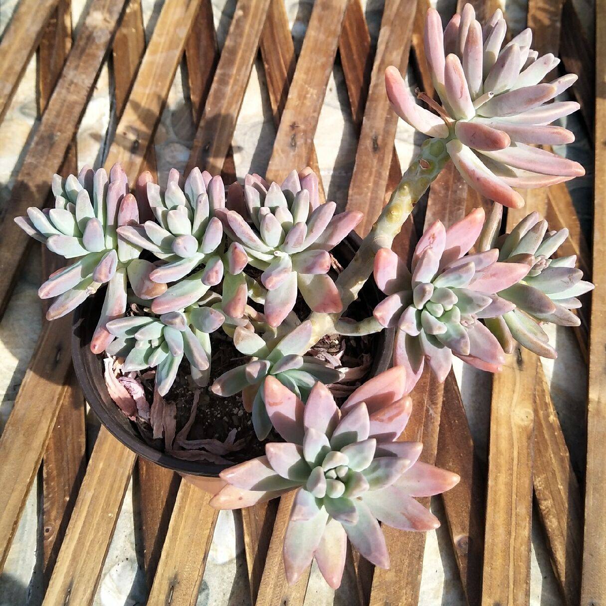 布丁多肉植物_多肉植物 秋丽 果冻布丁 老桩 悬崖老桩 一物一拍优惠券