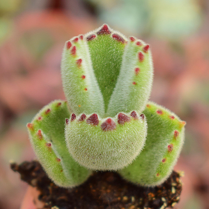 特价熊童子老桩带盆_花匠多肉 多肉植物 熊童子 绿熊 熊爪 状态好 红