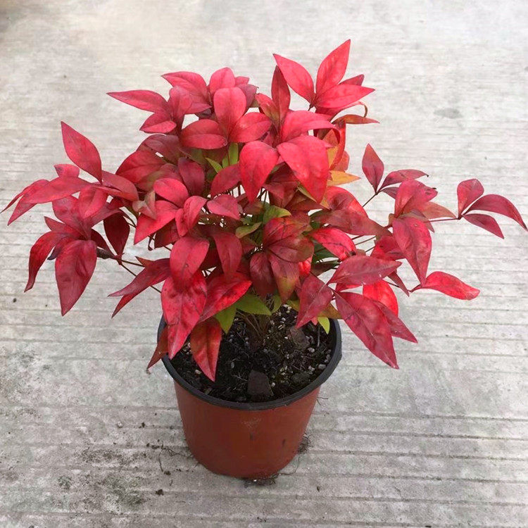 特价南天竹_南天竹 红天竹 红如火焰南天竺盆栽 楠天竹盆景 彩枫叶红