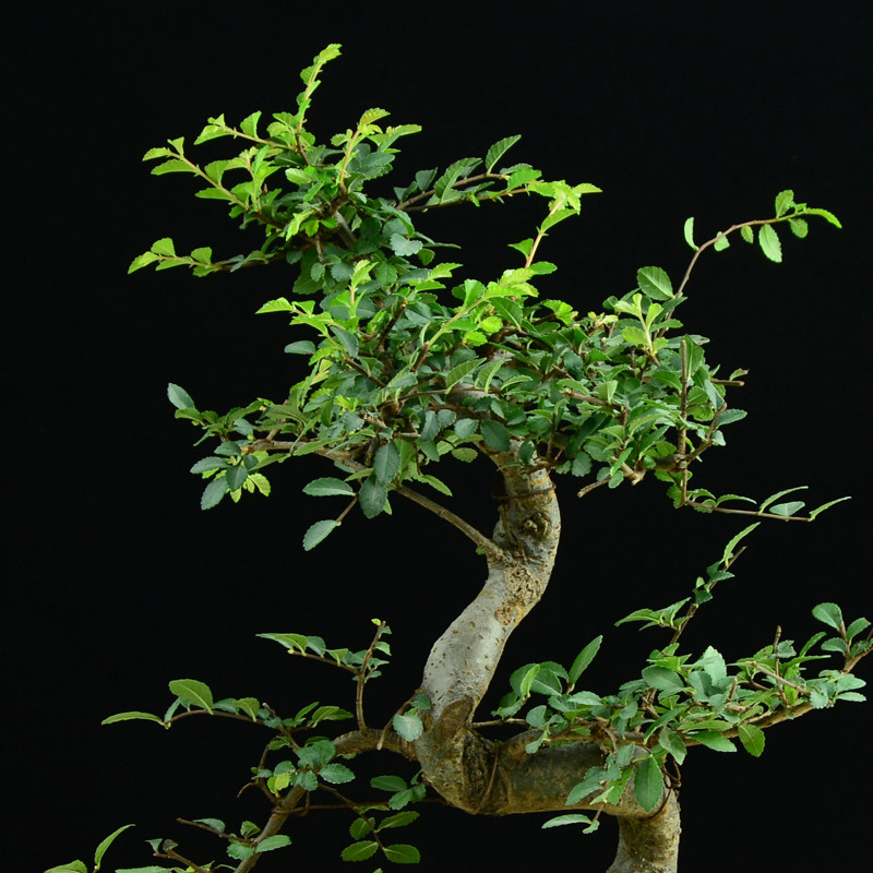 榆树盆景植物小叶下山桩室内老桩客厅办公室高档送礼绿植盆栽花卉