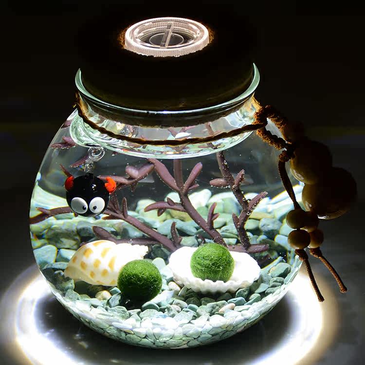 一折生态瓶 鱼 微景观_幸福海藻球生态瓶鱼免换水生日礼物球藻微景观