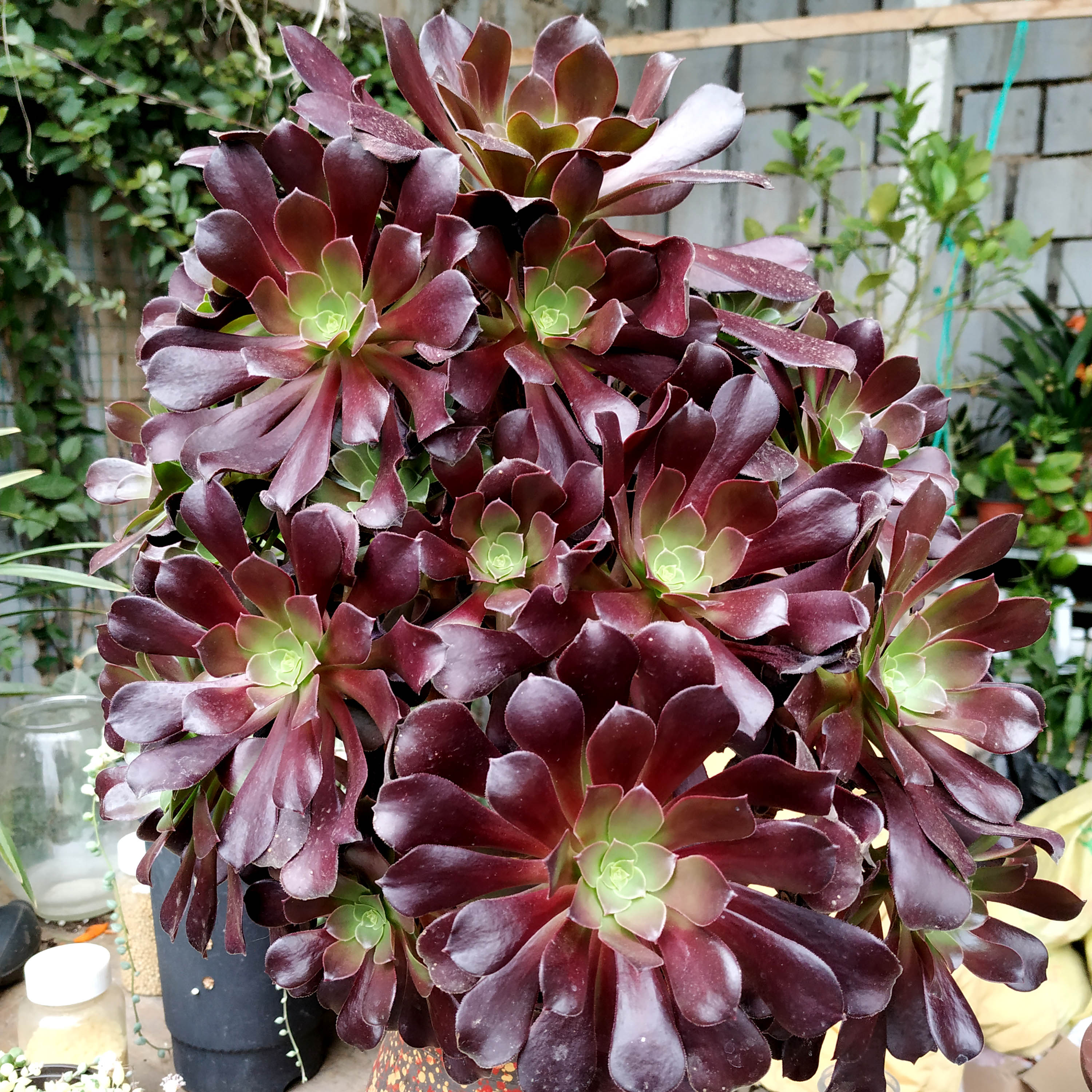 热销黑法师多肉_多肉黑法师新品种梅花迫迪,颜色状态好,植株大根系壮