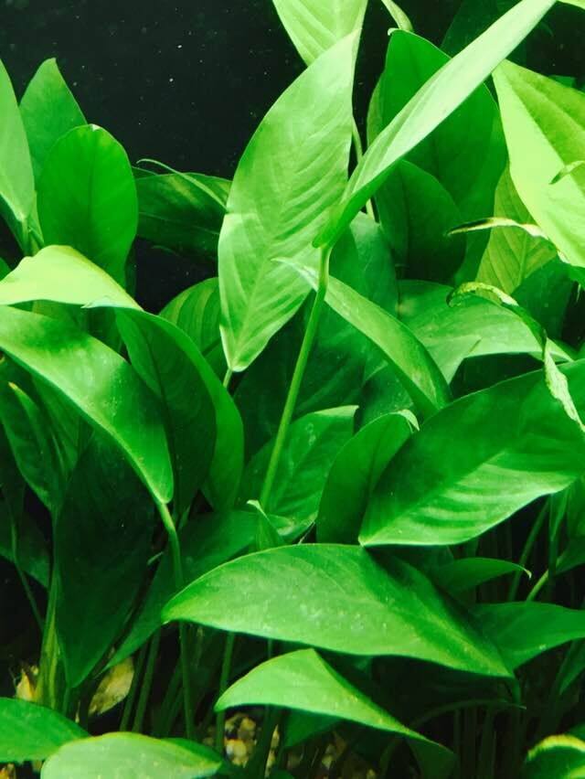 木木三/热带观赏水草 丹麦尖叶榕 鱼缸水族箱可绑沉木懒人水草