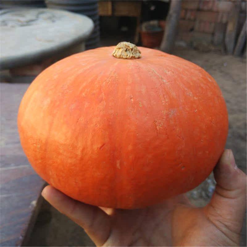 密云本地小南瓜 金瓜 宝宝辅食 原生态农家肥 新鲜速达18.88元1个