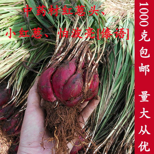 云南中药材小红葱蒜葱头中草药食用农产品中国大陆单株推荐甩卖