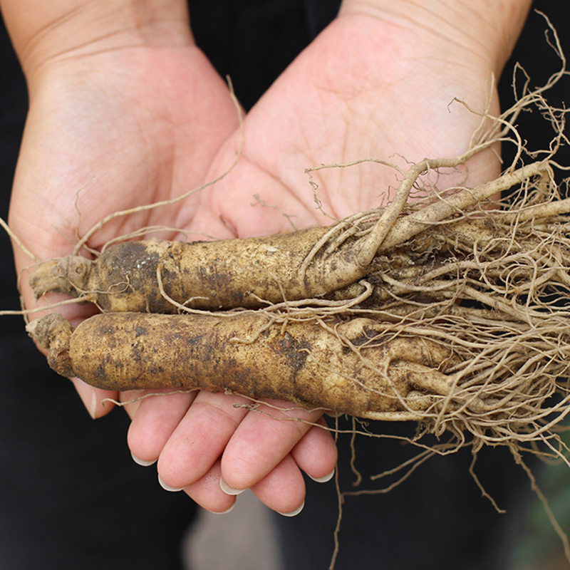 【250克6-8支高龄大参】长白山新鲜人参大带土泡酒整枝吉林野山参
