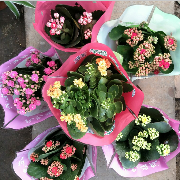 单瓣长寿花盆栽大额优惠券