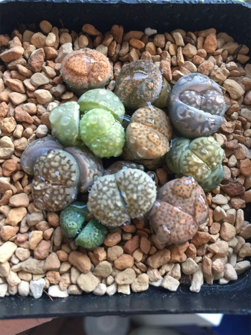 石头花 多肉植物盆栽 混合生石花苗1年 屁股花 肉锥 包邮石头花