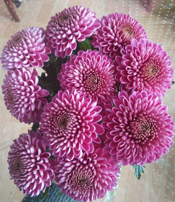 东篱园艺紫乒乓进口乒乓菊花卉苗秋季室内外阳台盆地栽植物耐热寒