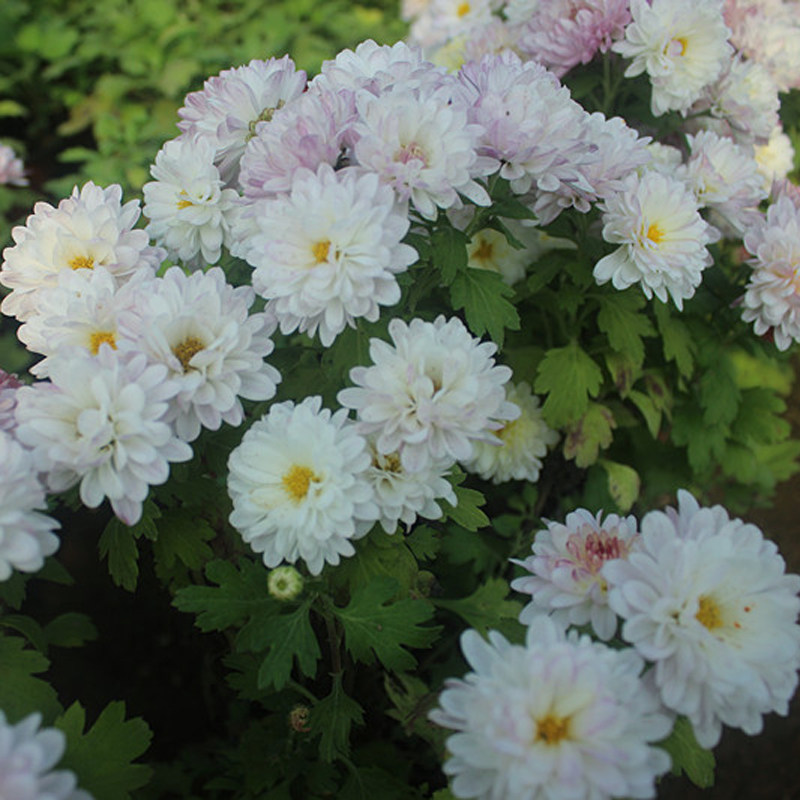 名流千秋夏菊苗 阳台盆栽耐热耐寒花卉